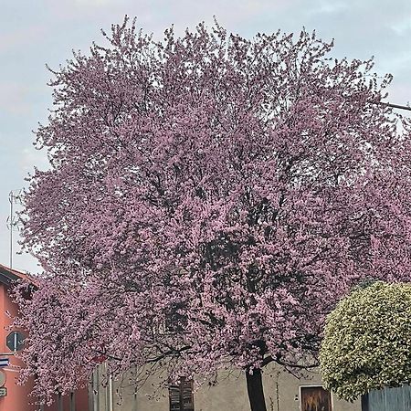 Apartamento Residenza Il Ciliegio Buscate Exterior foto